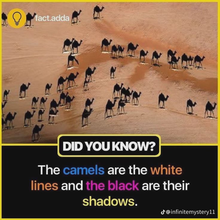 Optical illusion graphic showing camel shadows on tan desert dunes, with fact text explaining the...