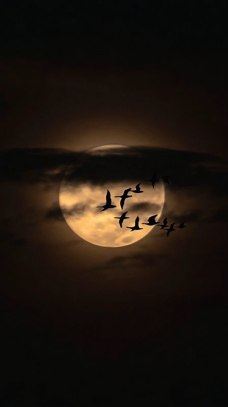 Glowing golden full moon partially veiled by dark night clouds, with a flock of bird silhouettes ...