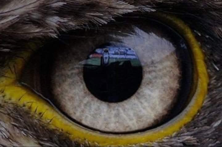 [Macro close-up of a raptor bird eye, bright yellow orbital rim, pale mottled brown iris, surrounded by soft brown feathers]