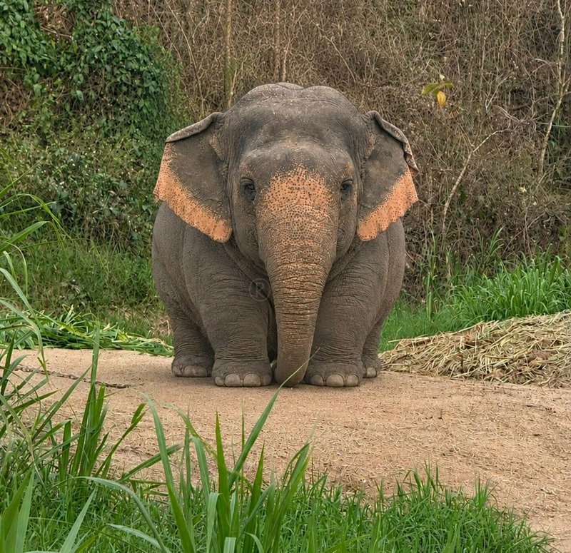 "Chubby baby Asian elephant with orange painted markings on its ears and forehead standing on a d...
