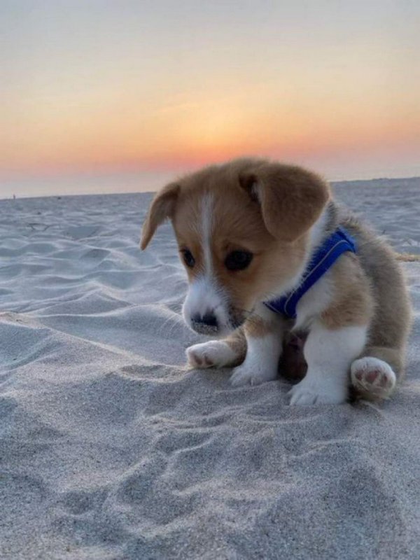 Tan and white Corgi puppy in a blue harness sits on sandy beach shore in front of a warm pastel o...