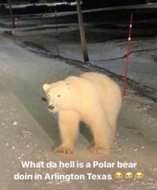 Viral meme showing an optical illusion of a "polar bear" on an icy Arlington Texas street with hu...