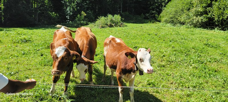 Three red and white cows stand at a pasture fence approaching an outstretched hand holding a treat