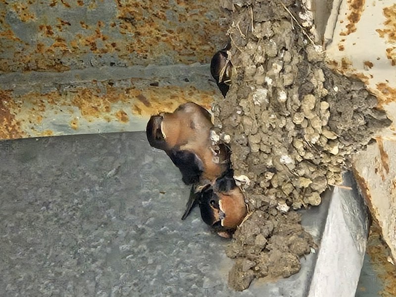 Baby barn swallow nestlings peek out from a packed mud nest attached to a rusted metal beam
