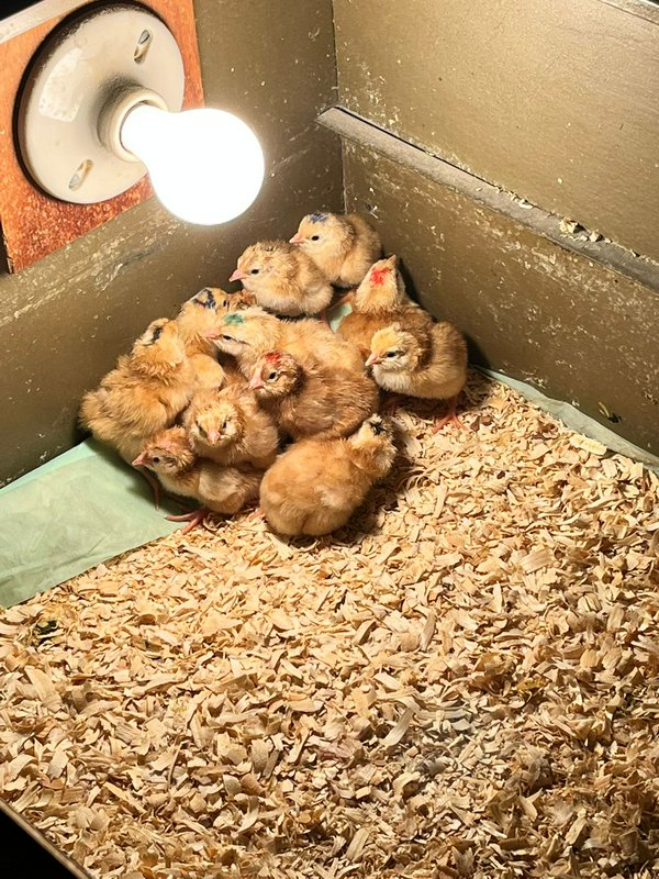 Fluffy newly hatched baby chicks huddle together under a warm heat lamp in a wood shavings lined ...