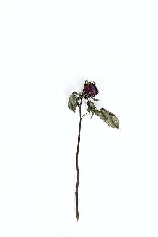 Wilted dried dark burgundy rose on a long stem isolated against a plain white background