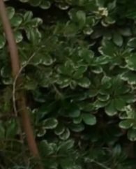 Close up of dense variegated evergreen foliage with pale-edged green leaves and thin brown woody ...