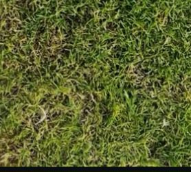 Top-down close up of patchy lawn grass, with mixed vibrant green and dry brown dead grass patches.