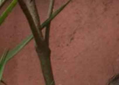 Close-up of a dark woody houseplant stem with thin green leaf stalks against a textured reddish t...