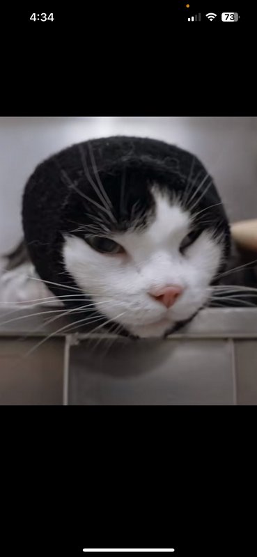Close-up of a grumpy wet tuxedo cat resting its chin on a sink edge mid-bath, squinting unhappily.