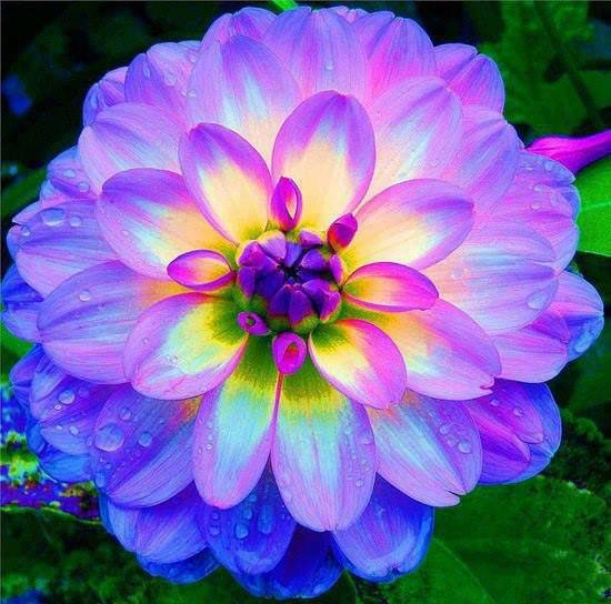 Close-up of vivid gradient rainbow dahlia bloom with glistening water droplets on layered petals,...