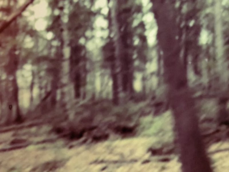 Soft focus vintage toned photo of a sun dappled dirt hiking trail winding through a tree lined sl...