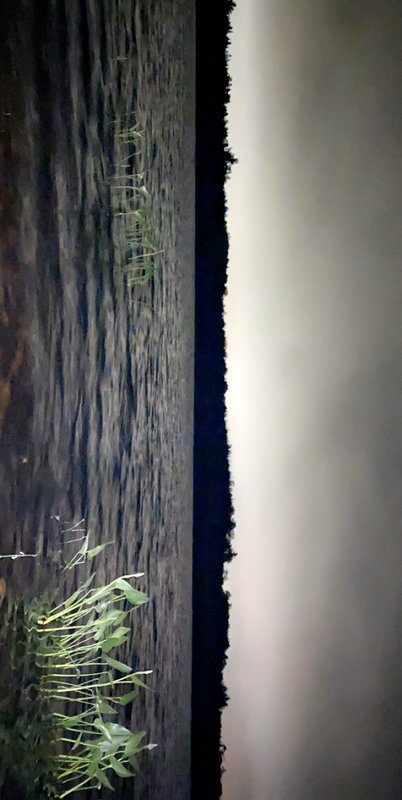 Low light shot of rippled dark pond with aquatic edge plants, silhouetted treeline, hazy dusk sky.