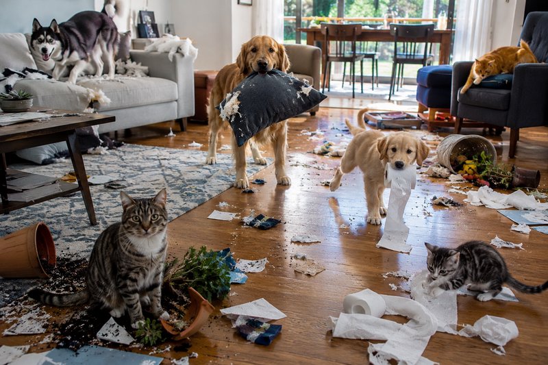 Mischievous group of pets stare directly from the center of a completely destroyed, messy sunlit ...