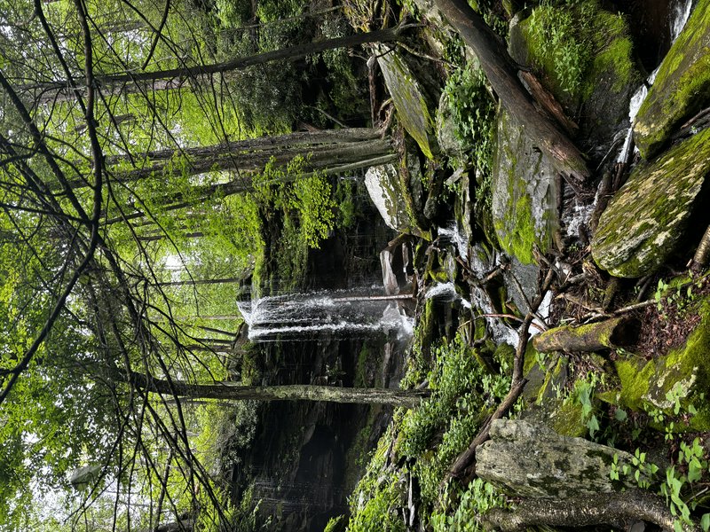 Small cascading waterfall flows over mossy boulders in a lush green dense forest, surrounded by fallen logs and tree canopy.