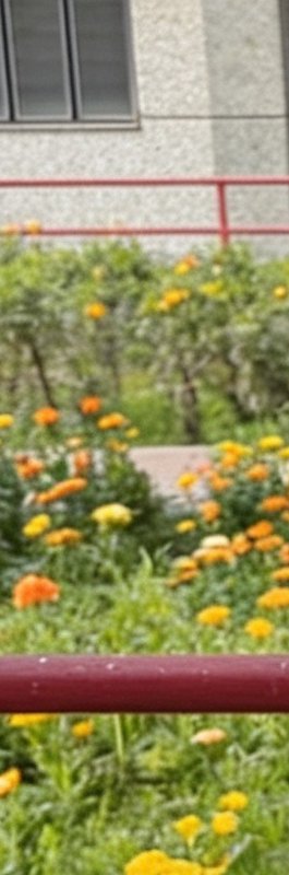 Blurred terrace view of bright orange and yellow marigold flower beds outside a concrete building...