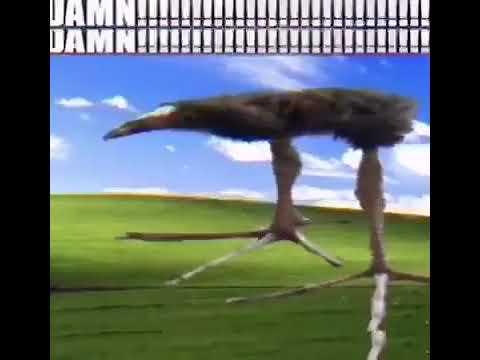 Heavily stretched distorted ostrich meme with stacked "DAMN!!!" text above a grassy plain and bri...