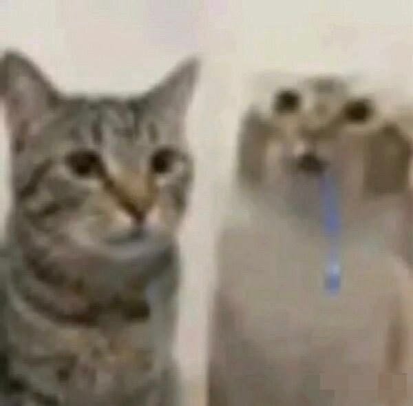 Blurry meme of a gray tabby cat next to a distorted, multi-eyed cat optical illusion reflection