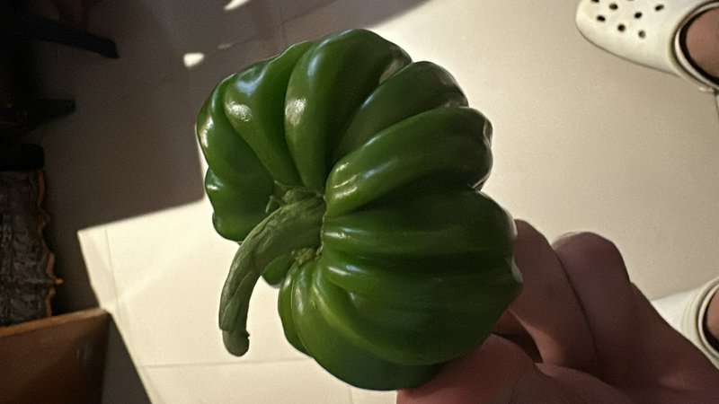 Close-up of a uniquely ribbed, lobed green bell pepper held in a person's hand indoors