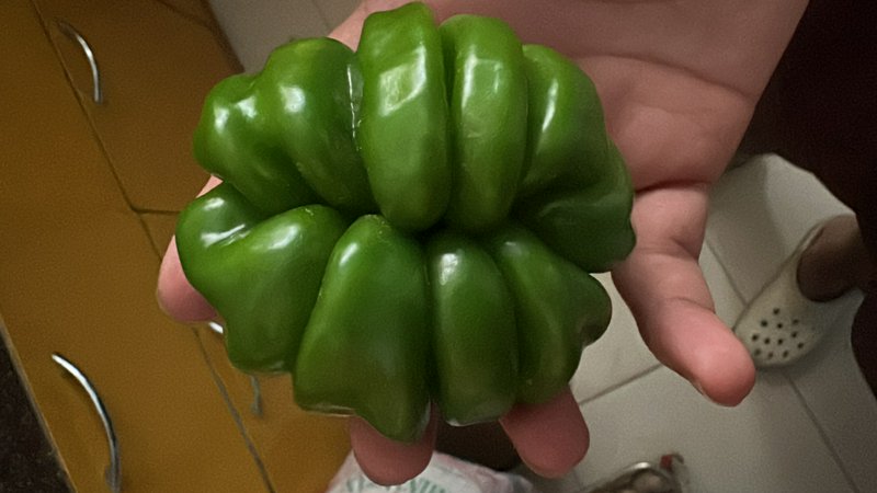 Close up of a hand holding a uniquely shaped multi-lobed glossy green bell pepper in a home kitchen