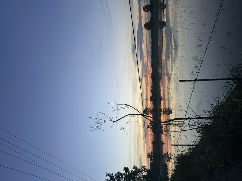 Dusk rural landscape, sunset sky reflecting on flooded field, with silhouetted bare tree, power l...