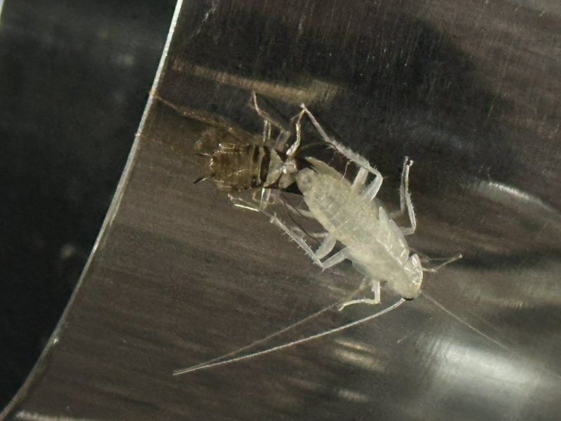 Freshly molted pale cockroach rests next to its discarded brown exoskeleton on a dark plastic sur...