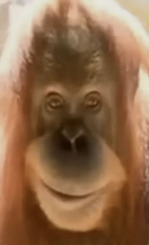 Close-up portrait of a shaggy reddish orangutan looking directly at the camera with a soft smile