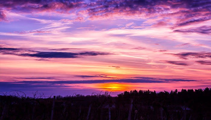 [Vibrant gradient purple, pink, and orange sunset sky streaked with clouds above silhouetted vineyard and treeline horizon]