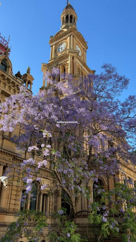 Ornate sandstone Sydney Town Hall clock tower framed by blooming purple jacaranda tree under brig...