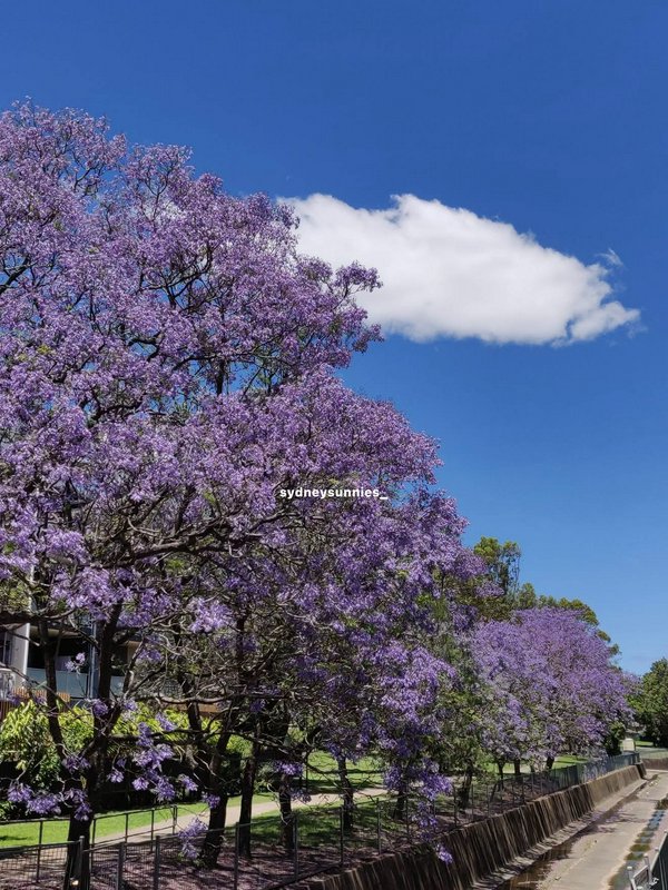 Rows of vibrant purple blooming jacaranda trees sit under a bright blue sky with a fluffy white c...