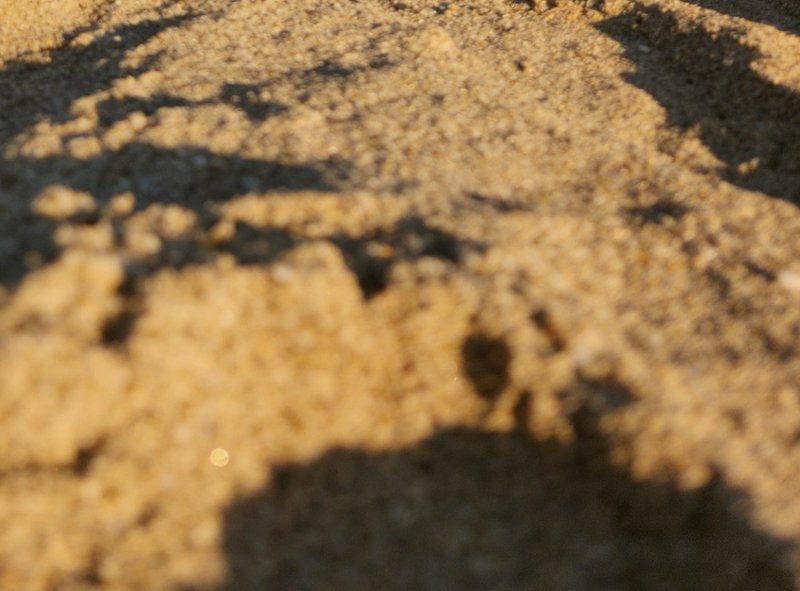 Close-up of fine golden sunlit sand with dappled dark foliage shadows cast across its granular te...