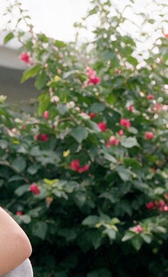 Blurred outdoor view of dense green flowering bush with pink red blooms, partial person's elbow i...