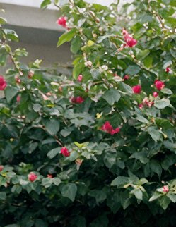 Dense green hibiscus shrub covered in bright red unopened flower buds, with a blurred building ov...