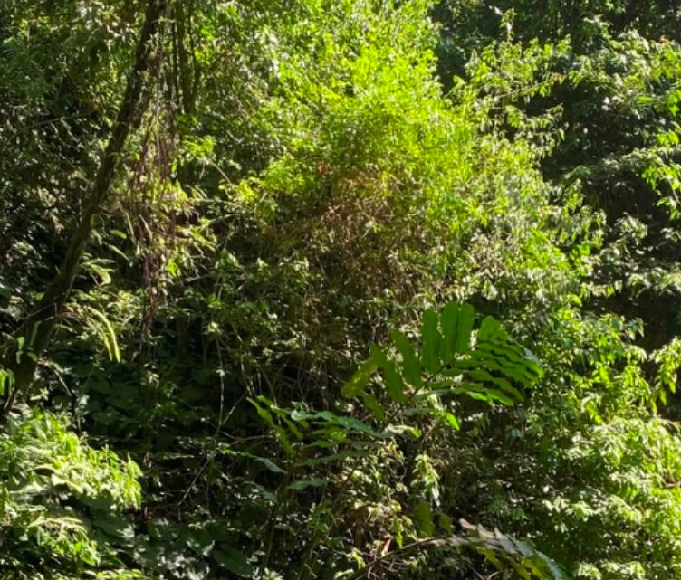 Dappled sunlight falls on dense lush tropical rainforest foliage, with hanging vines and broad gr...