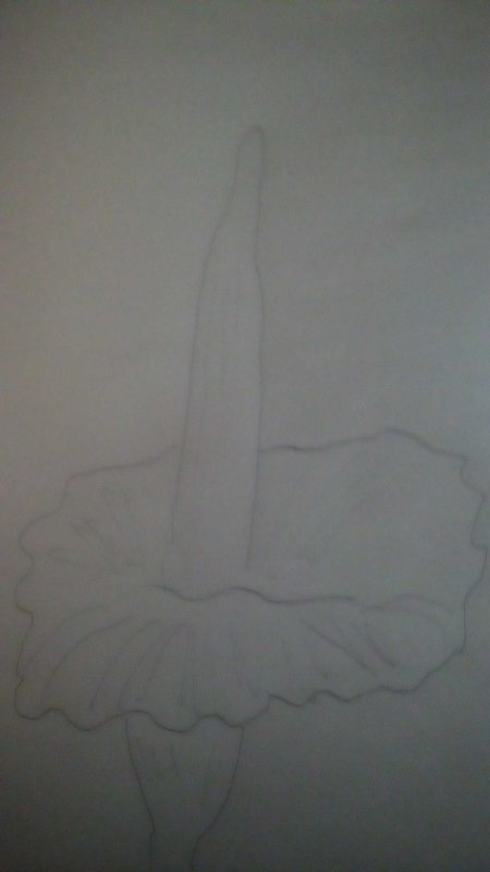 Faint pencil outline sketch of a corpse flower titan arum on plain drawing paper