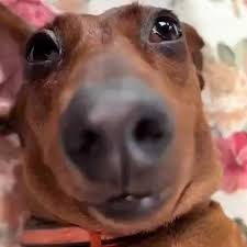 Extreme wide-angle close-up of a brown dachshund with an oversized nose looking curiously at the camera.