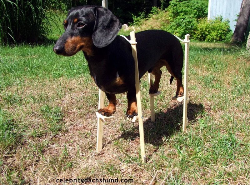 Funny black and tan dachshund standing on tiny homemade wooden stilts on a sunny backyard grass l...