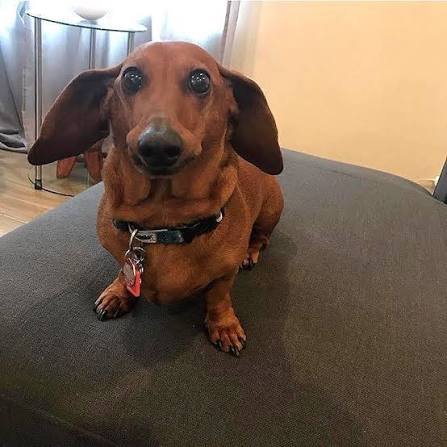 Close-up of a cute red smooth-haired dachshund sitting on a gray couch, looking up with wide plea...