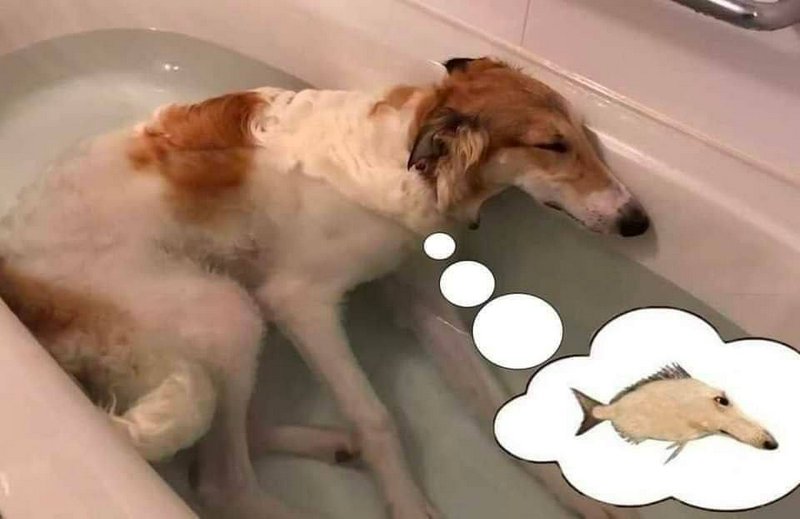 Wet borzoi dog resting in a bathtub, with a thought bubble showing a long-snouted matching fish meme