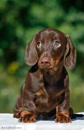 Cute chocolate brown miniature dachshund puppy sitting outdoors, looking up with wide gentle eyes...