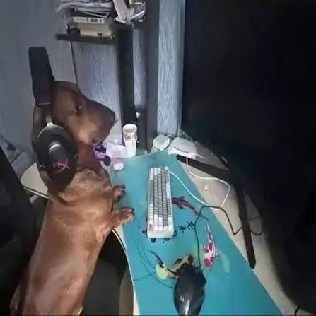 Cute brown dachshund wearing gaming headphones rests its paws on a PC gaming desk, looking up tow...