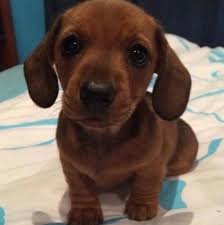 Reddish brown miniature dachshund puppy sitting on a bed looking directly at the viewer