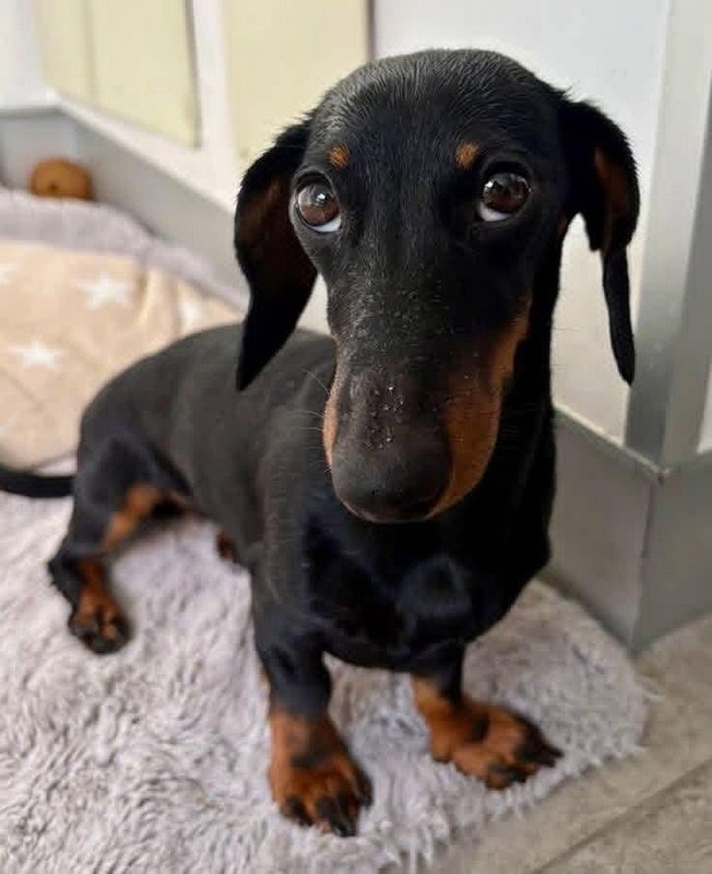 Close-up of a black and tan miniature dachshund with wide pleading eyes sitting on a fluffy indoo...