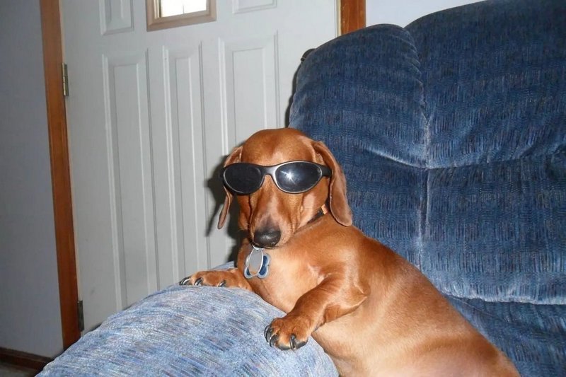 Reddish brown dachshund wearing tiny black sunglasses lounging casually on a plush blue armchair ...