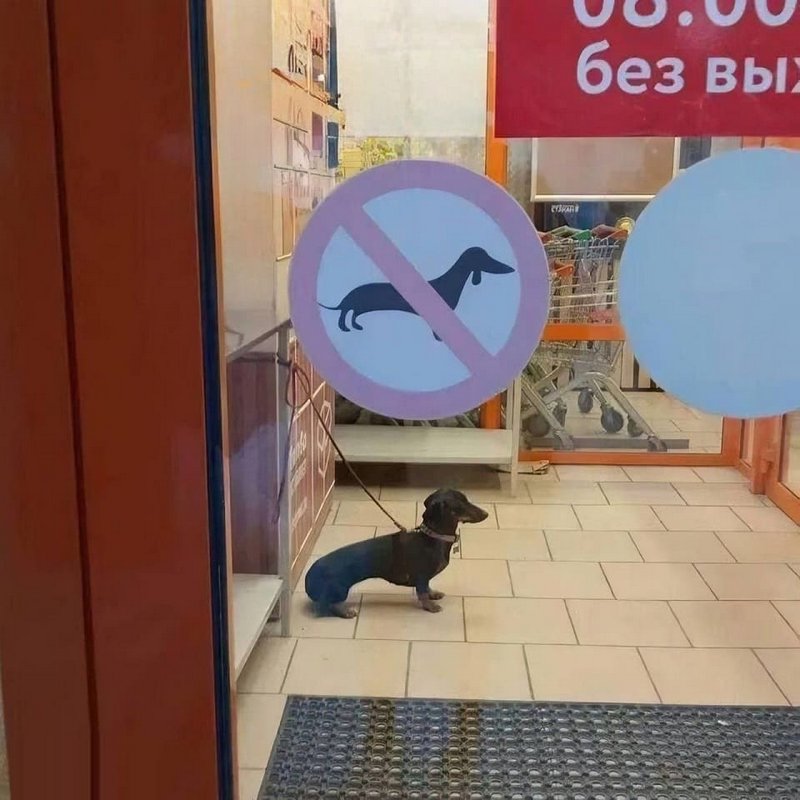 Small real dachshund sits directly under a no-dogs-allowed window sign that uses a dachshund icon...