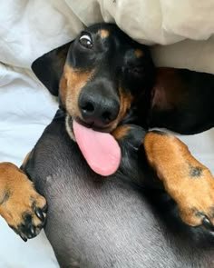 Black and tan dachshund lies on its back on bed linens, winking one eye with its pink tongue stic...
