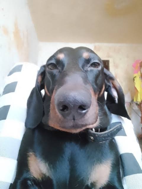 Close-up portrait of a black and tan dachshund looking straight at the camera while resting on a ...