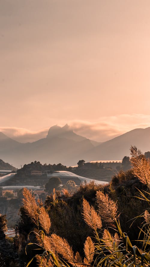Sunset-lit mountain landscape with tall golden grasses in the foreground.