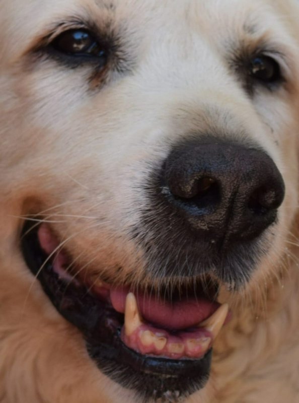 Close-up of a golden retriever's nose and mouth, smiling with visible teeth.