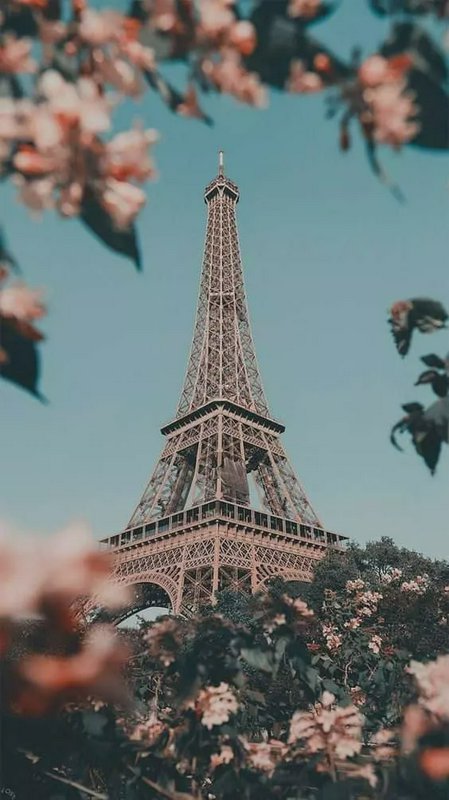 Eiffel Tower framed by pink blossoms against a clear blue sky